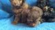 3 Tiny Toy Chipoo Puppies available.