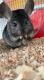 Chinchillas for free! Loving home wanted. Forever home.