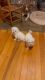 Only one white toy Male Maltese puppy for sale left!