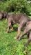 American Bully XXL puppy for sale in bangalore