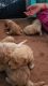 Cavapoos for sale