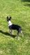 8mo Rat Terrier For Sale
