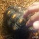 Terry the redfoot tortoise