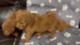Great F1B Goldendoodle puppies