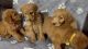 Great F1B Goldendoodle puppies