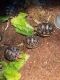 Leopard tortoise babies