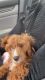 Male Cavapoo for sale