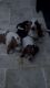 Bassett Hound puppies