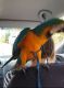 For sale a mal macaw