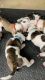 Pedigreed American Bulldog puppies for sale