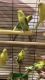Parakeets for sale-$25