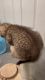 Scottish Fold Kittens for Adoption