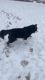 AKC Bernese mountain dog