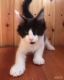 Cute tested male and female maine coon kittens