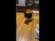 Blue Heeler/Great Dane Puppy for Adoption