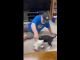 Blue Heeler/Great Dane Puppy for Adoption