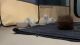 Precious Holland Lop Baby Rabbits
