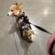 Health Tested Corgi Puppies