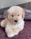 Quality,Health Tested Golden Retriever Puppy