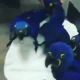 Hyacinth macaw parrot