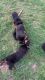 AKC Rottwieler puppies