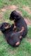 AKC Rottwieler puppies