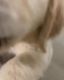 Health Tested Golden Retriever Puppy