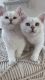 British shorthair and longhair kittens