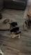 Alaskan Malamute Shepard Puppies!