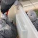 African grey parrots chicks