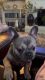 Male French bulldog 1 yr old for sale