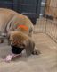 Boerboels puppies available