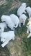 100% great pyrenees puppies