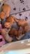Purebred Dachshunds for sale