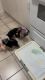 Two 3 Month Old Female Yorkshire Terrier Puppies