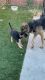 Full breed German Shepherd Puppies for rehousing fee