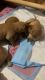 Purebred puppies for sale