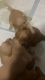 Purebred puppies for sale