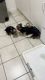 Yorkie Puppies In Need of A Loving Home