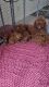 Red Standard Poodle Puppies