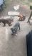 KeKe’s Kennel LLC….cane Corso puppies. Rehoming fee only