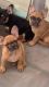 AKC or Pet French Bulldogs available
