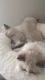 Purebred Ragdolls Ready To Meet A New Family