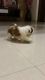 Shih tzu puppy for sale, male, 40 days old