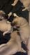7 week old Kangal Puppies