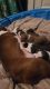 5 CKC Boston Terrier Puppies