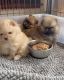 Adorable Pomeranian puppies