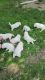 GREAT PYRENEES PUPPIES