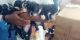Boston terrier puppies for rehoming