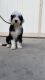 Puppy Old English Sheepdogs